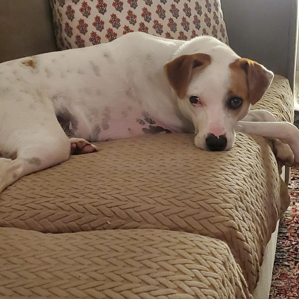 Harry, a Adoptable mixed breed in Falls Church, VA image 5/6