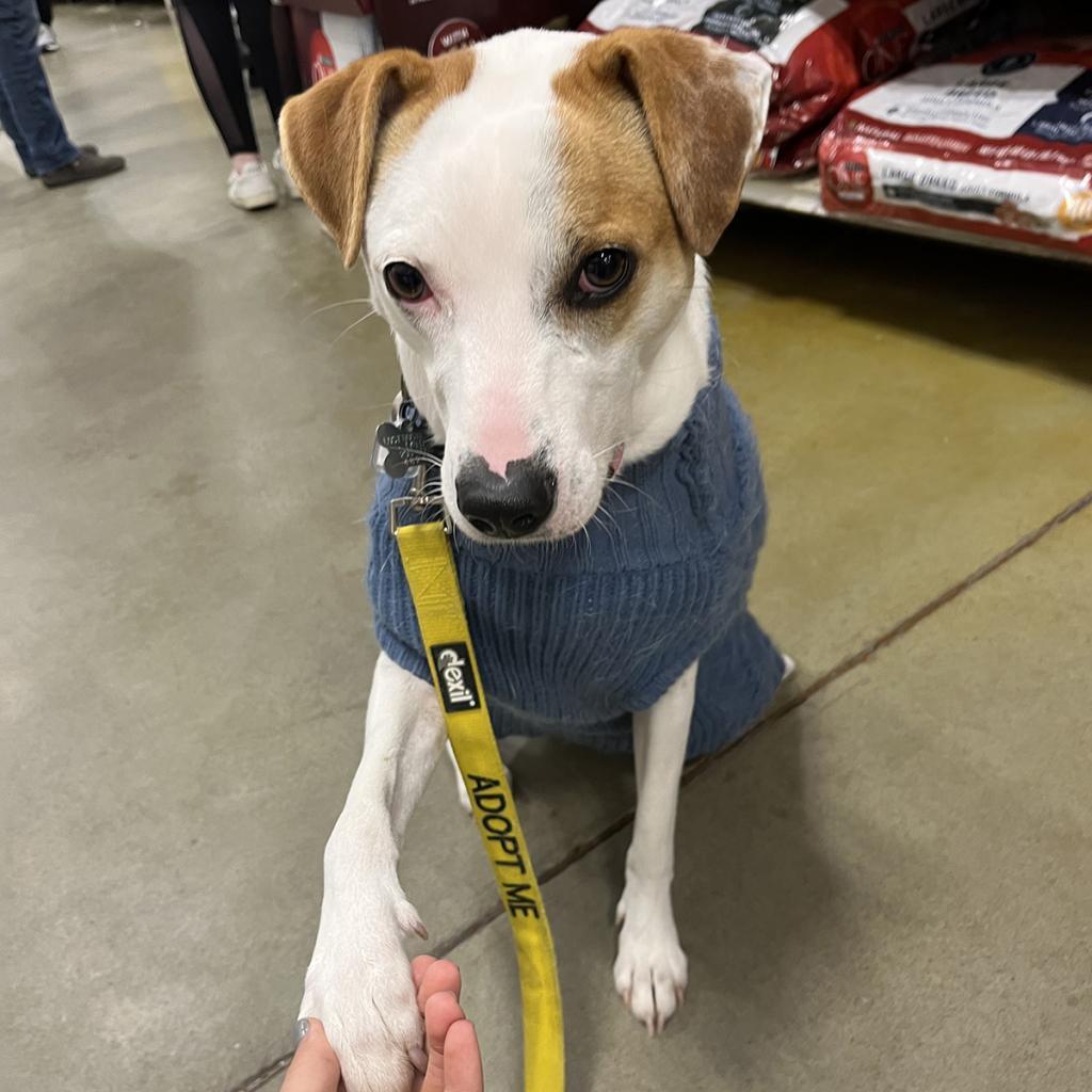 Harry, a Adoptable mixed breed in Falls Church, VA image 6/6