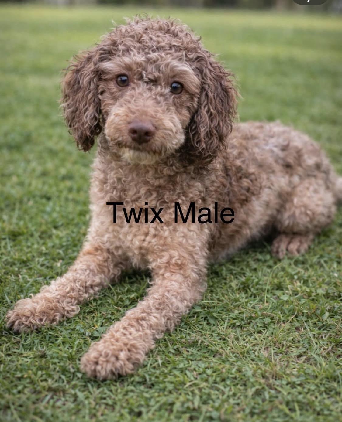 Enlarge Twix , an adopted Labradoodle in South Amboy, NJ image 1/1