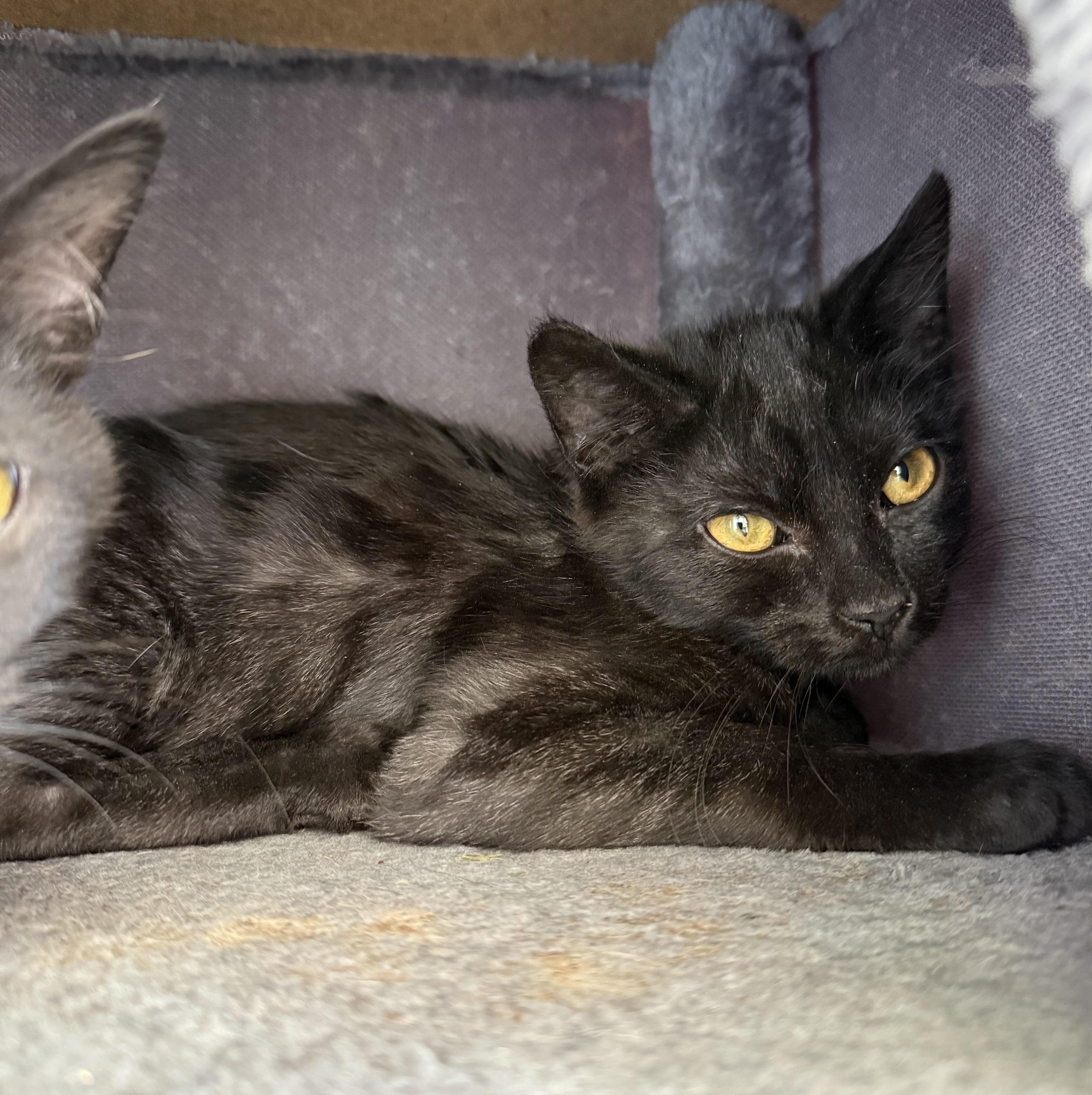 Enlarge Ermac, a Adoptable Domestic Short Hair in Berkeley Springs, WV image 3/3