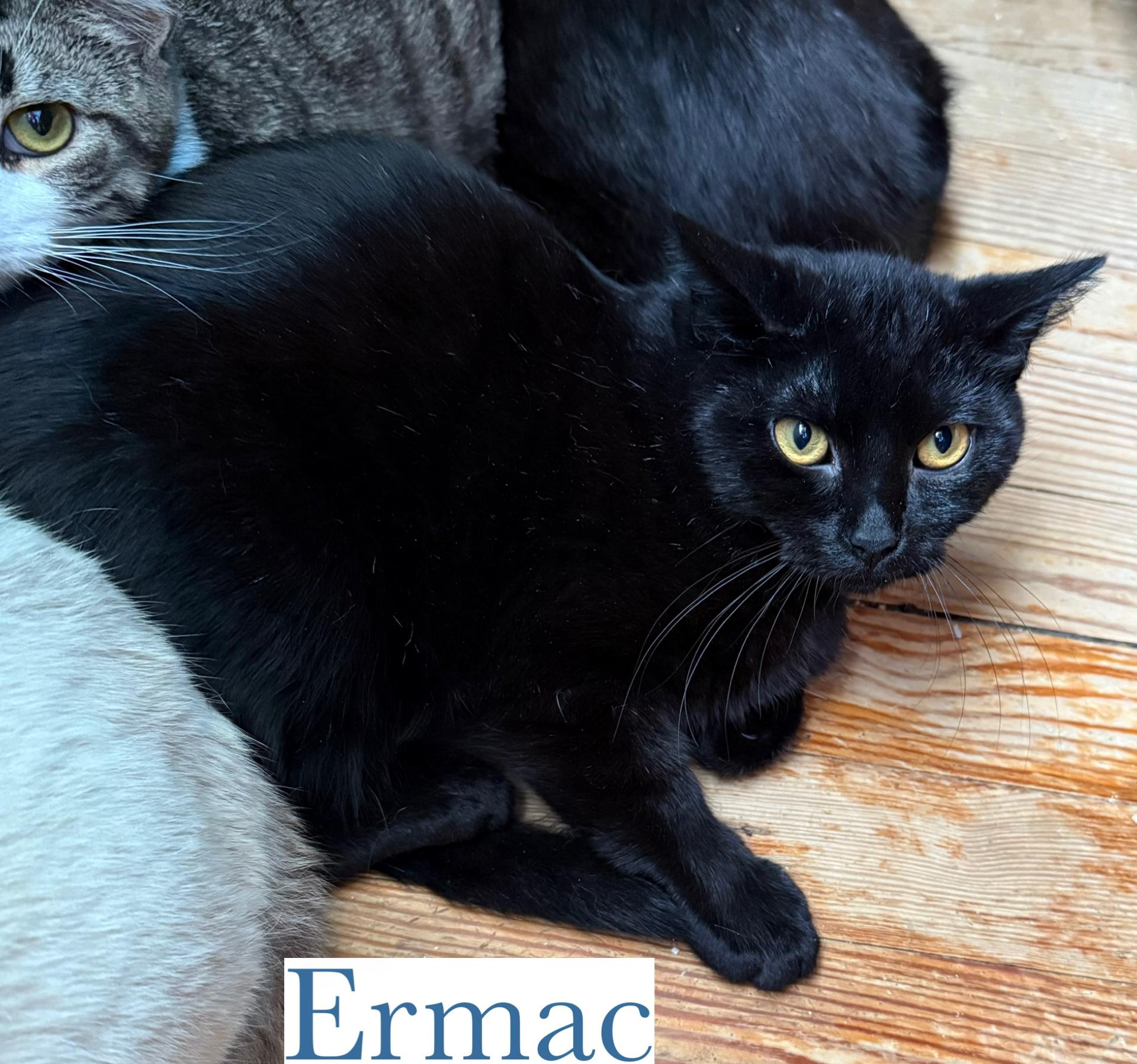 Ermac, Adoptable, Adult Male Domestic Short Hair.