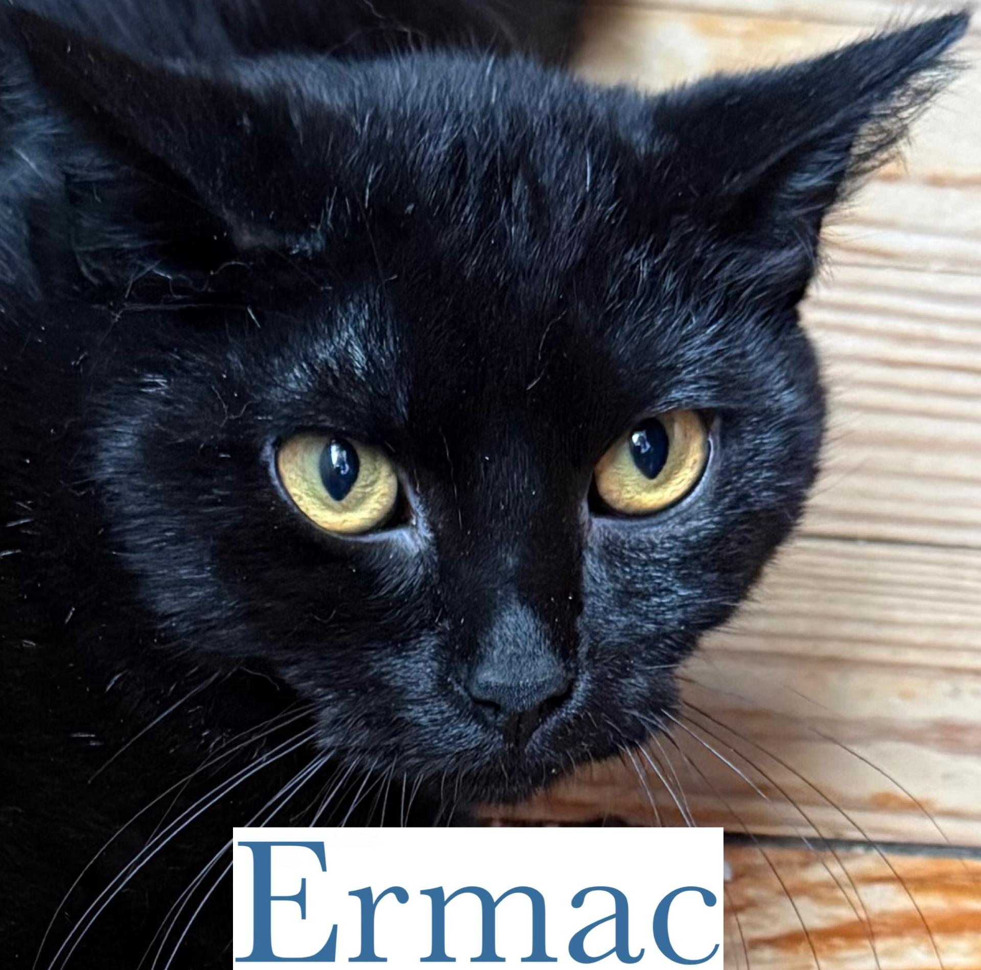 Enlarge Ermac, a Adoptable Domestic Short Hair in Berkeley Springs, WV image 2/3