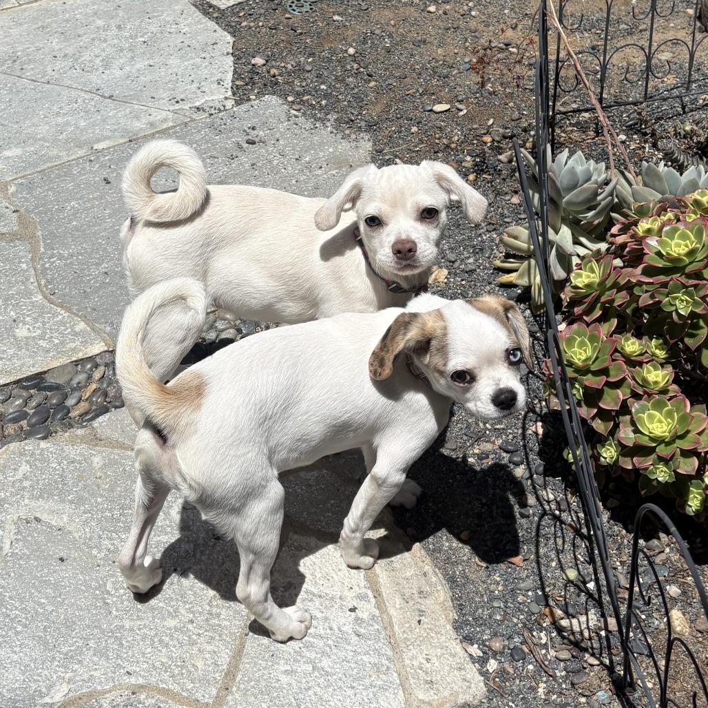 Vanilla, a Adoptable mixed breed in Oceanside, CA image 1/6
