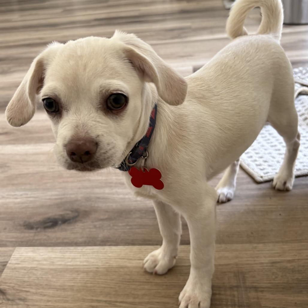 Vanilla, a Adoptable mixed breed in Oceanside, CA image 2/6