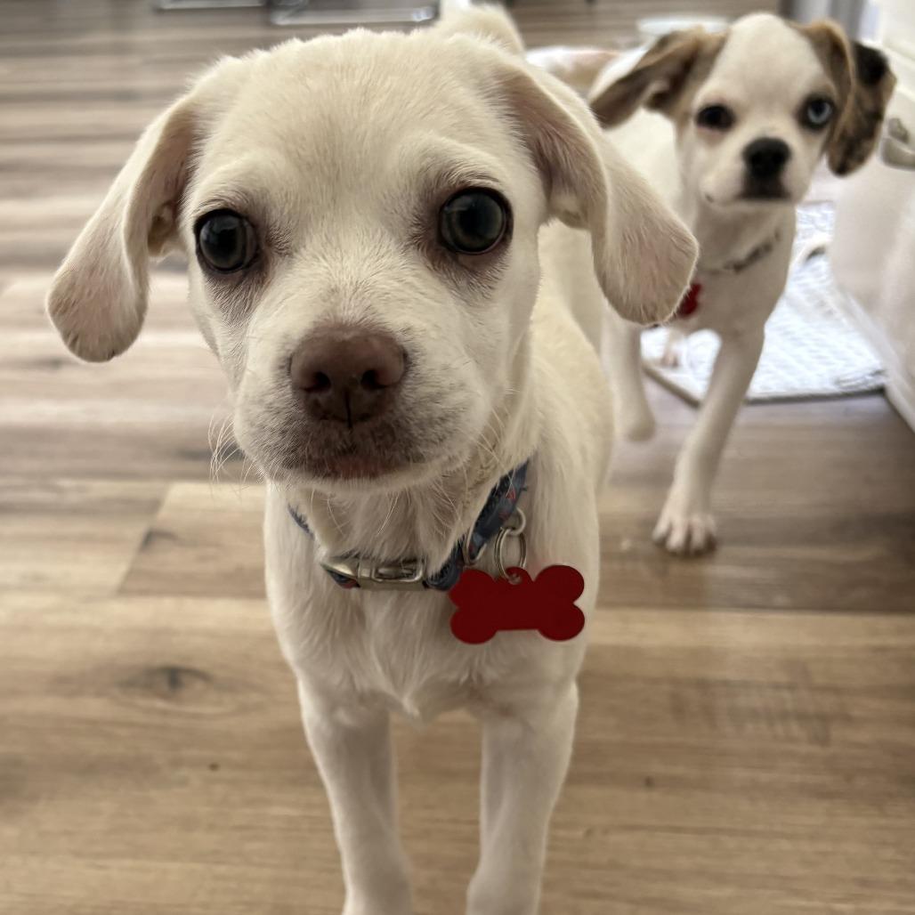 Vanilla, a Adoptable mixed breed in Oceanside, CA image 5/6
