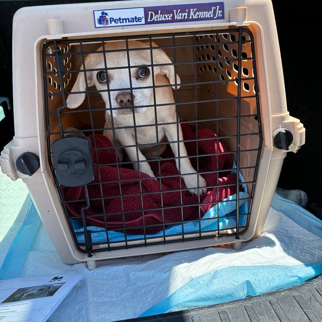 Vanilla, a Adoptable mixed breed in Oceanside, CA image 6/6