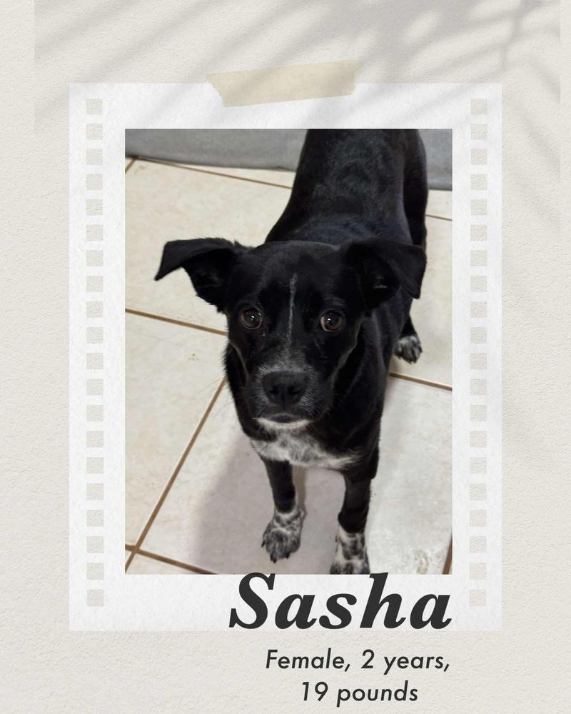 Sasha, Adoptable, Adult Female Pug & Cattle Dog.
