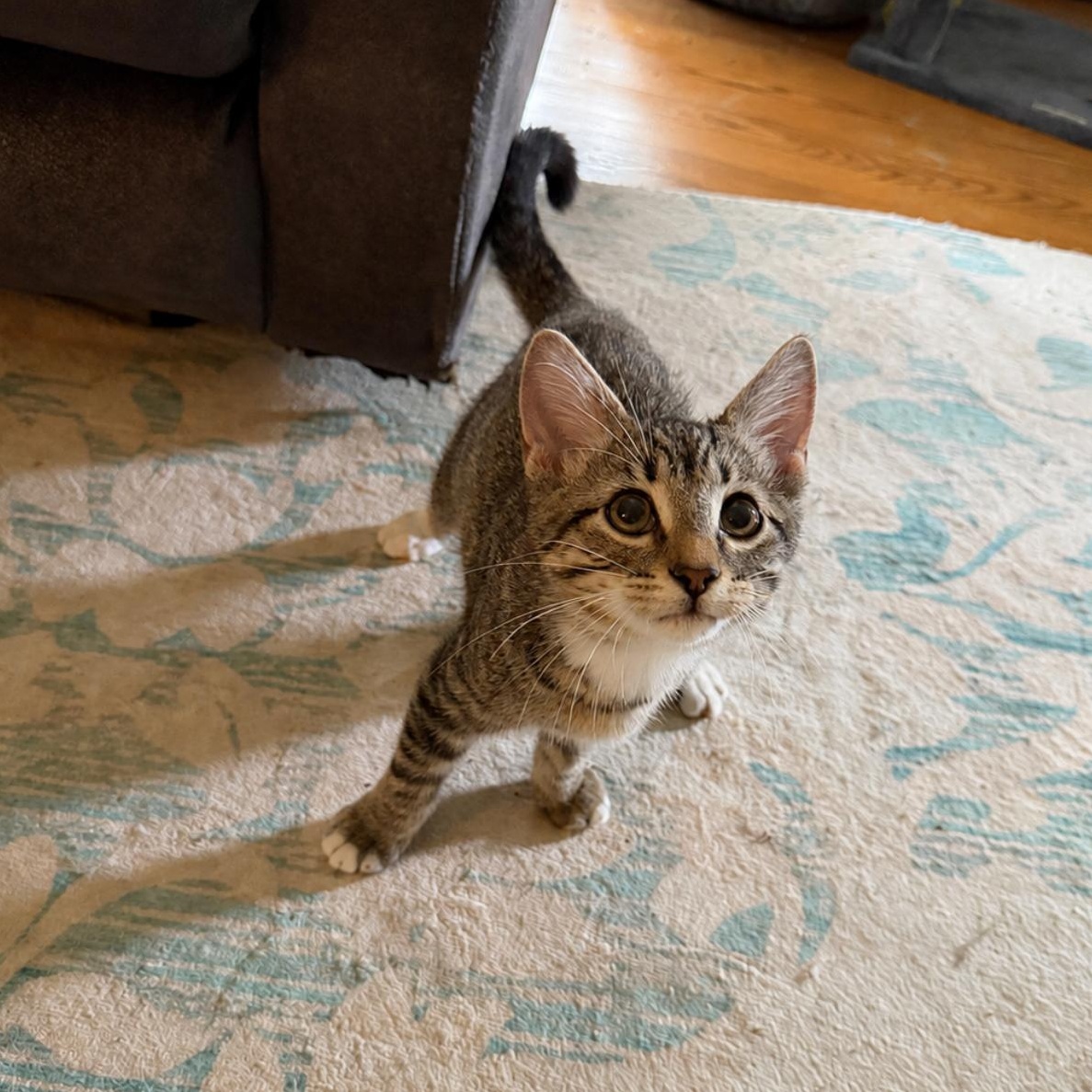 Catie, adopted, Kitten Female Domestic Short Hair.