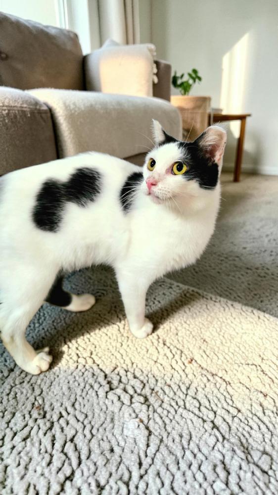 Ladybug, Adoptable, Young Female Domestic Short Hair.