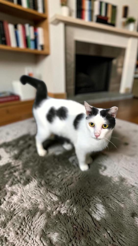 Ladybug, a Adoptable Domestic Short Hair in Wilson, NC image 2/2