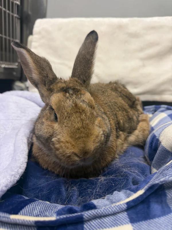 Enlarge Haze, a Adoptable Bunny Rabbit in Hamilton, ON image 3/3