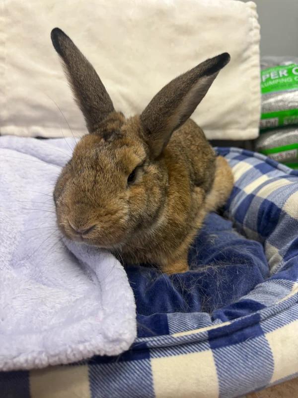 Enlarge Haze, a Adoptable Bunny Rabbit in Hamilton, ON image 2/3