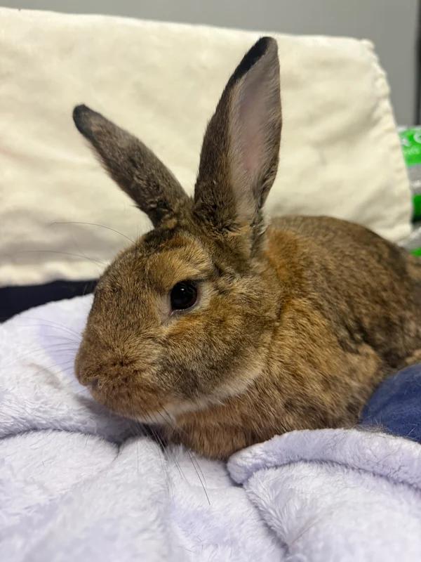 Enlarge Haze, a Adoptable Bunny Rabbit in Hamilton, ON image 1/3