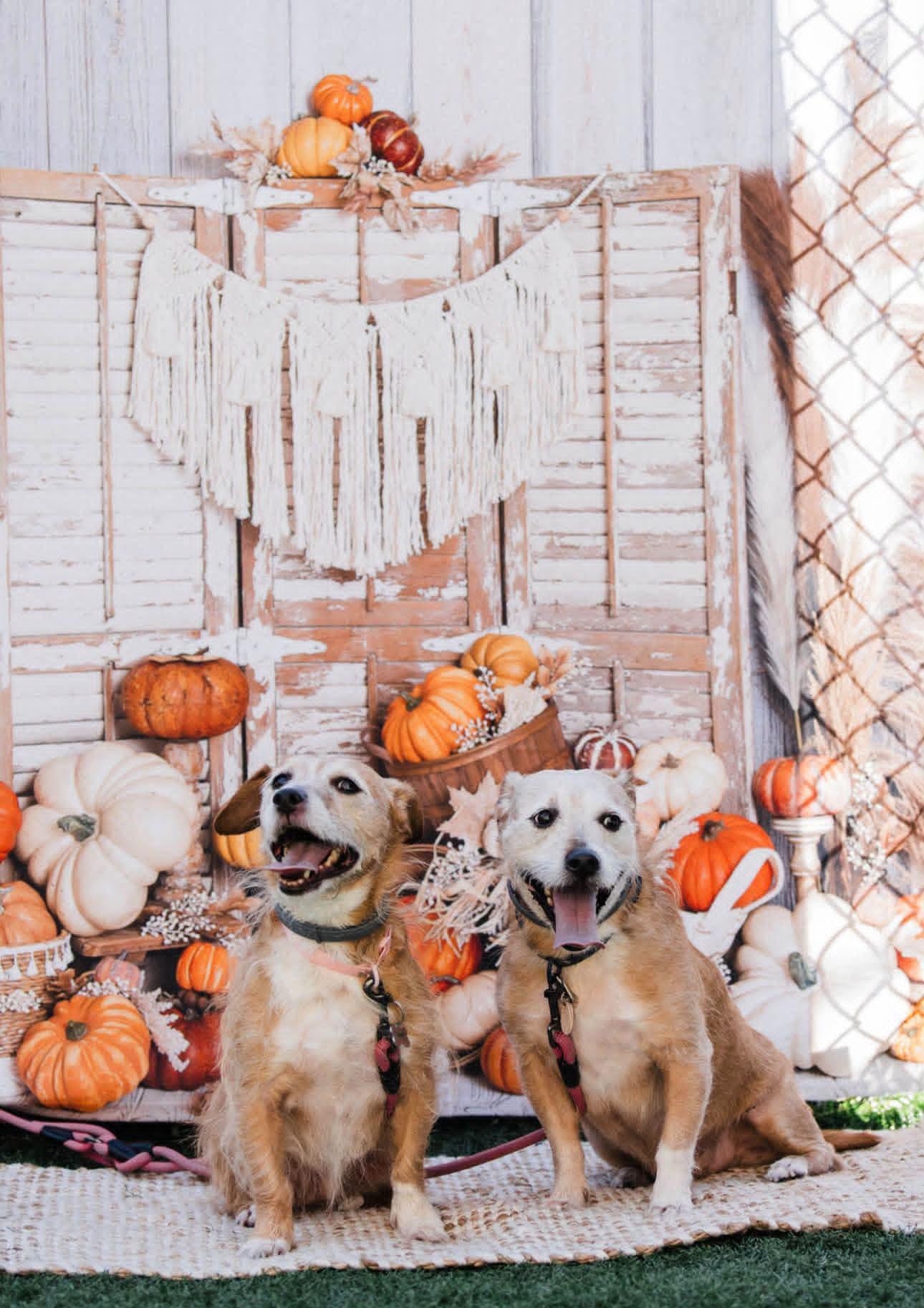 Enlarge SAGE AND ANGEL, a Adoptable mixed breed in Vandergrift, PA image 1/2