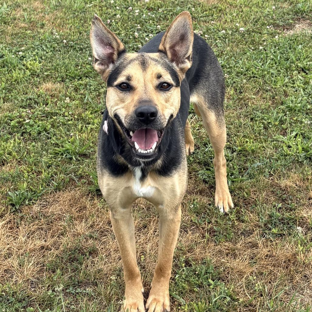 Jovi 41D24, Adoptable, Adult Female Shepherd & Mixed Breed.
