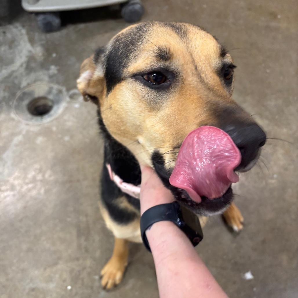 Enlarge Jovi 41D24, a Adoptable mixed breed in Napoleon, OH image 2/6