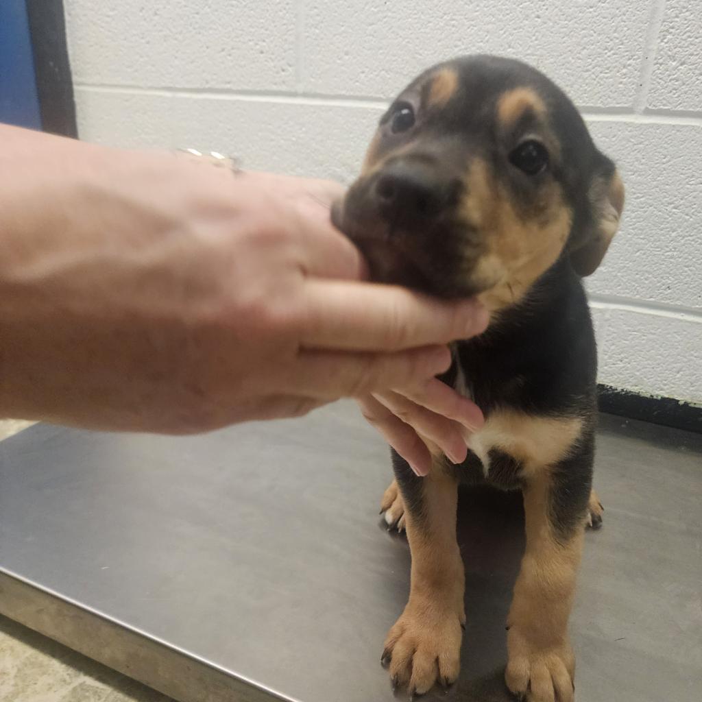 Enlarge Jovi 41D24, a Adoptable mixed breed in Napoleon, OH image 3/6