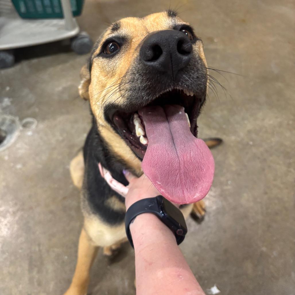 Enlarge Jovi 41D24, a Adoptable mixed breed in Napoleon, OH image 4/6
