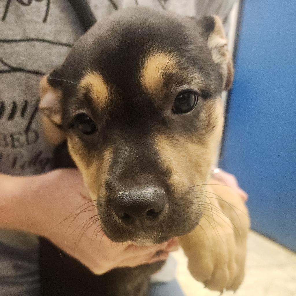 Enlarge Jovi 41D24, a Adoptable mixed breed in Napoleon, OH image 5/6