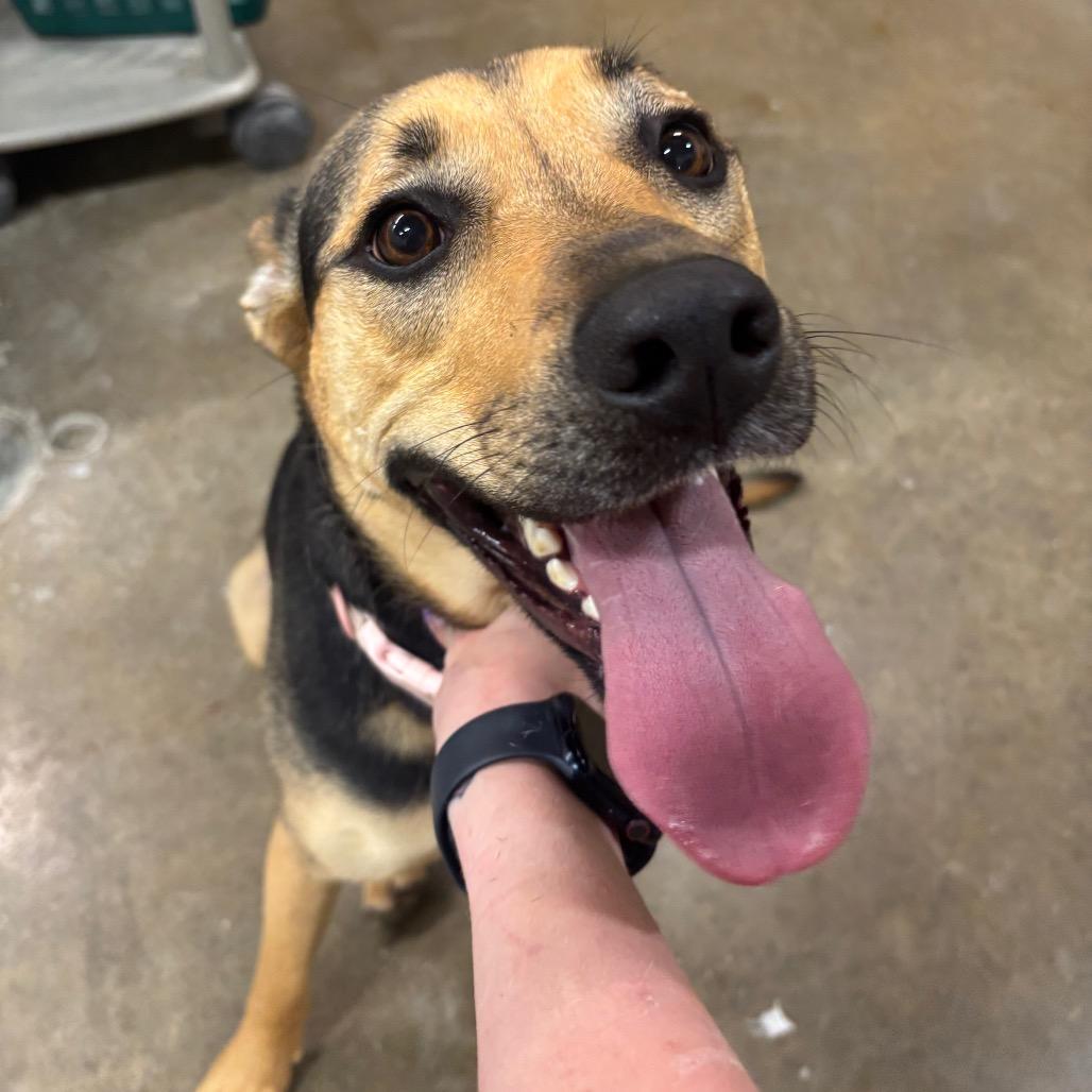 Enlarge Jovi 41D24, a Adoptable mixed breed in Napoleon, OH image 6/6