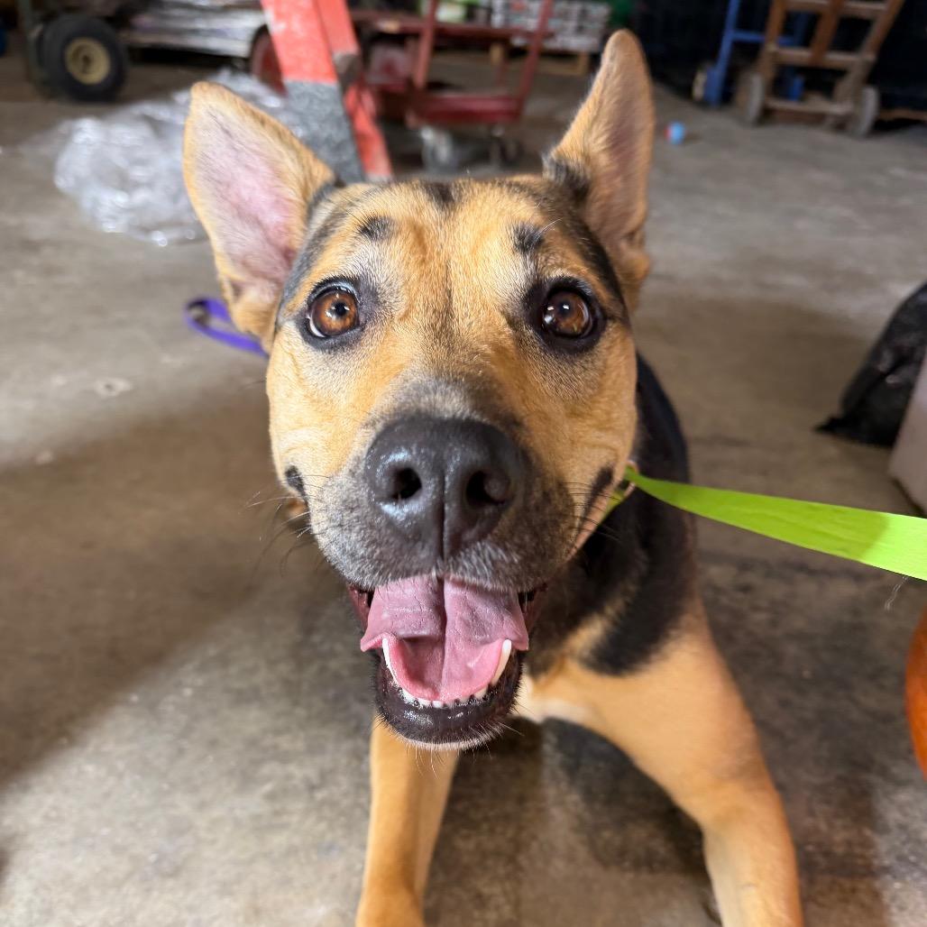 Enlarge Jovi 41D24, a Adoptable mixed breed in Napoleon, OH image 6/6