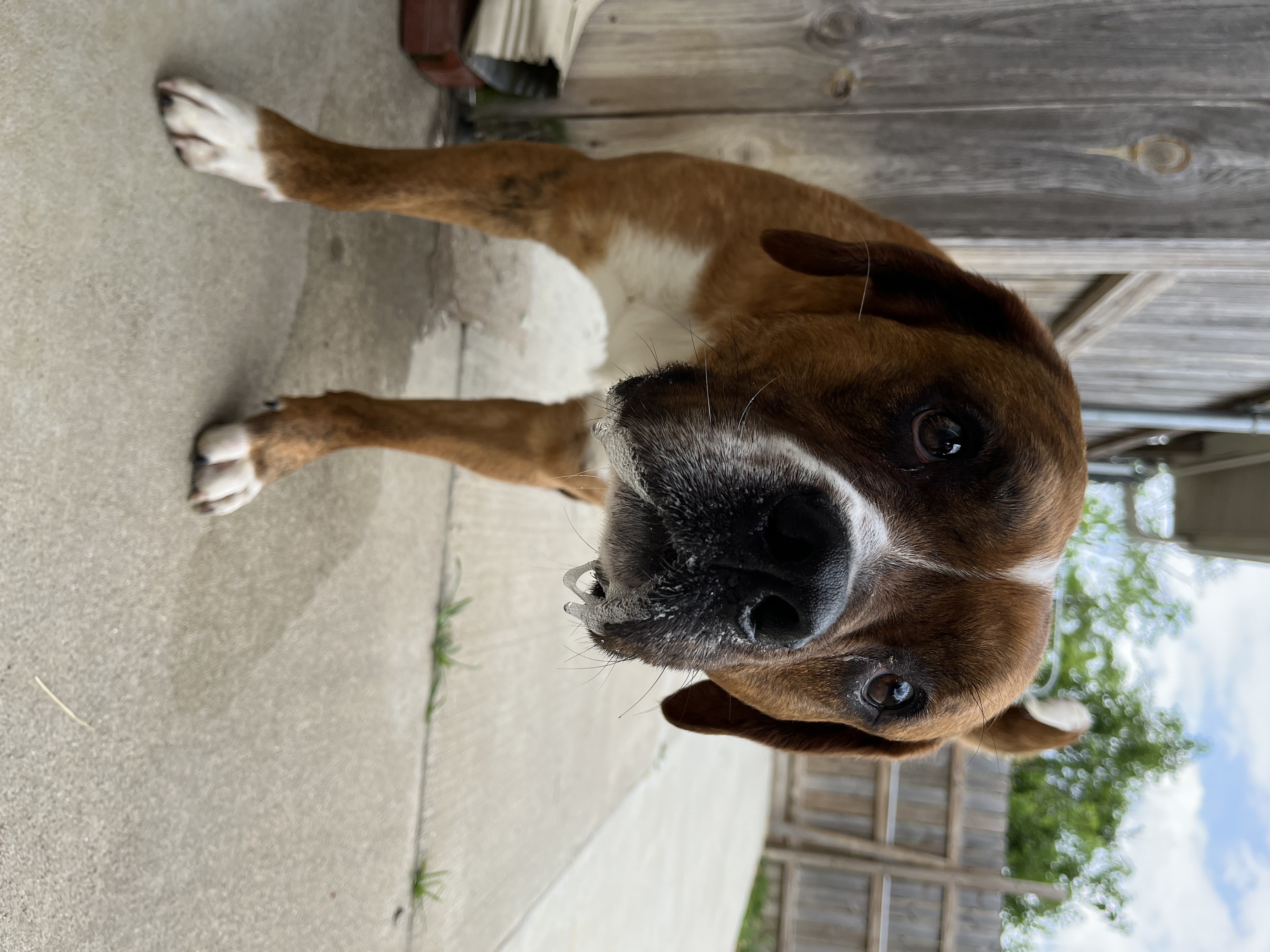 Enlarge Jelly Bean, an adoptable mixed breed in Monroe, OH image 4/4