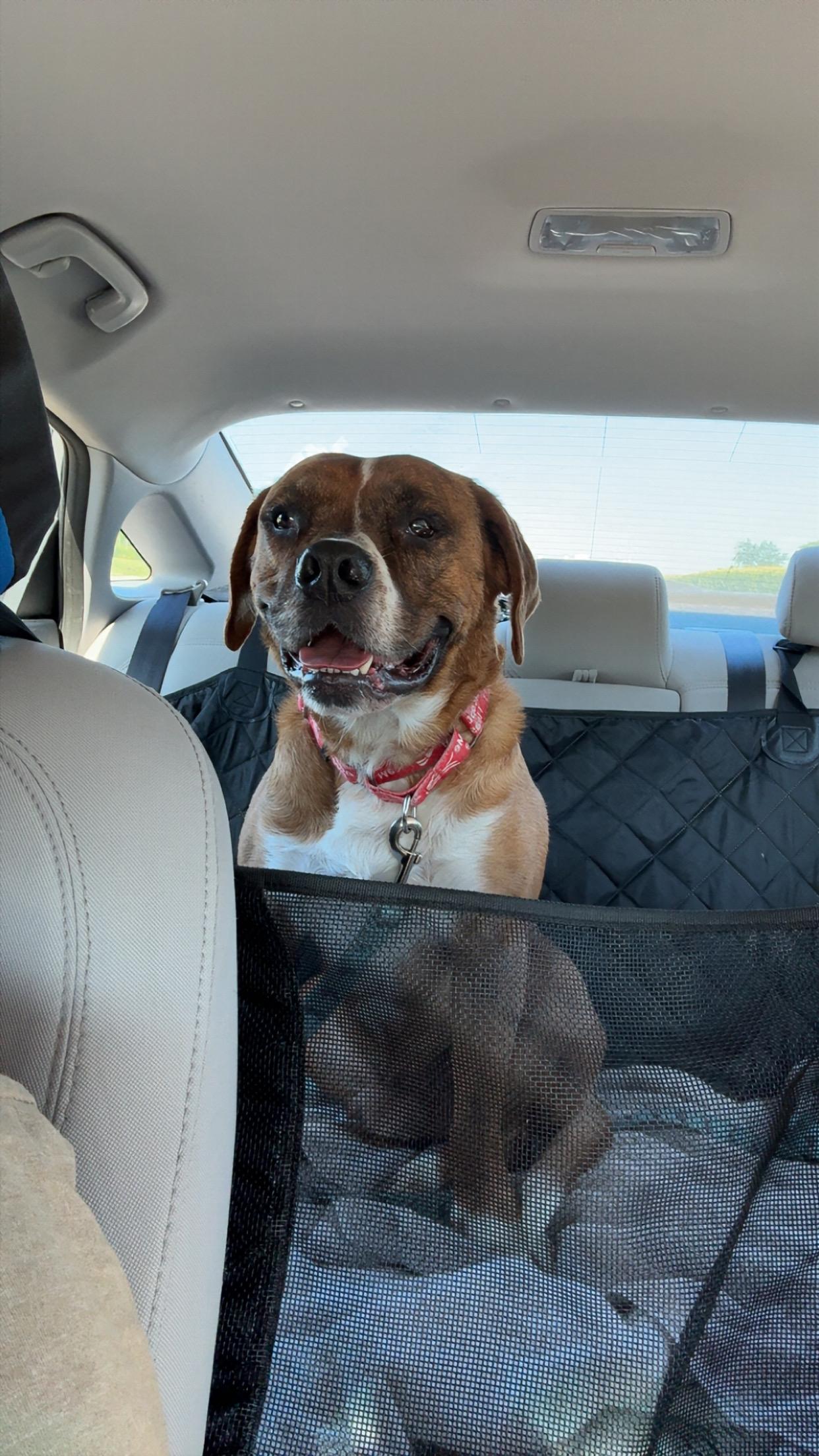 Enlarge Jelly Bean, an adoptable mixed breed in Monroe, OH image 2/4