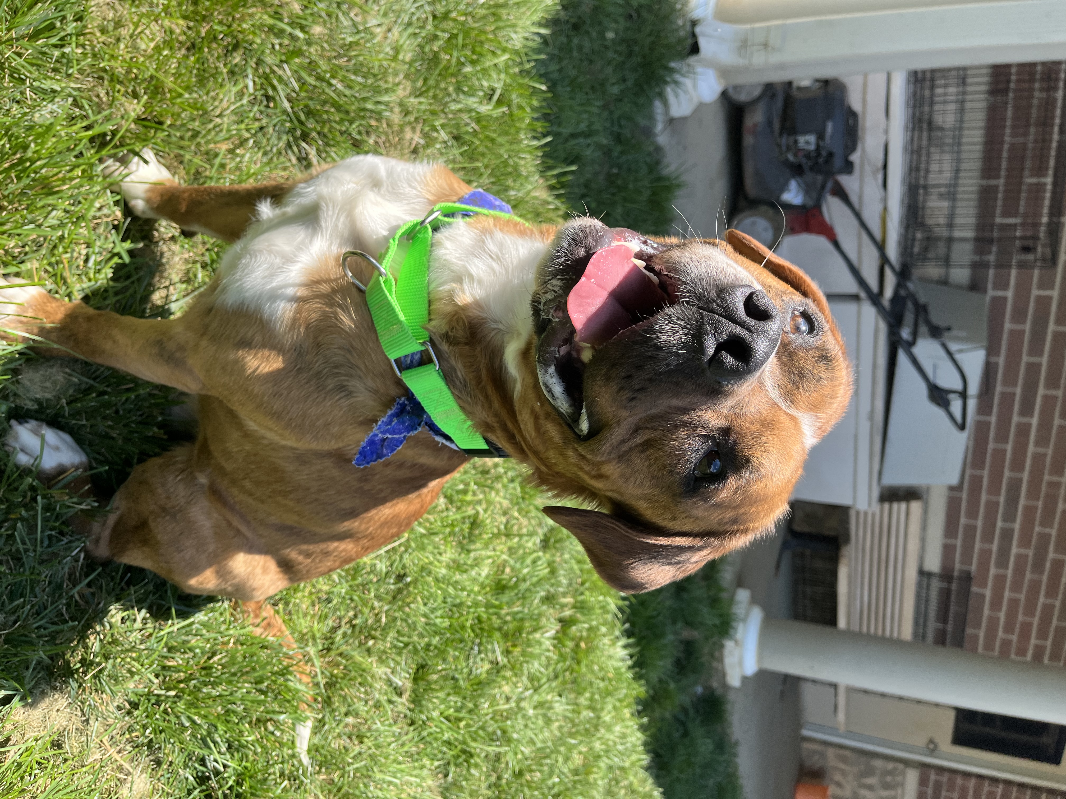 Enlarge Jelly Bean, an adoptable mixed breed in Monroe, OH image 3/4