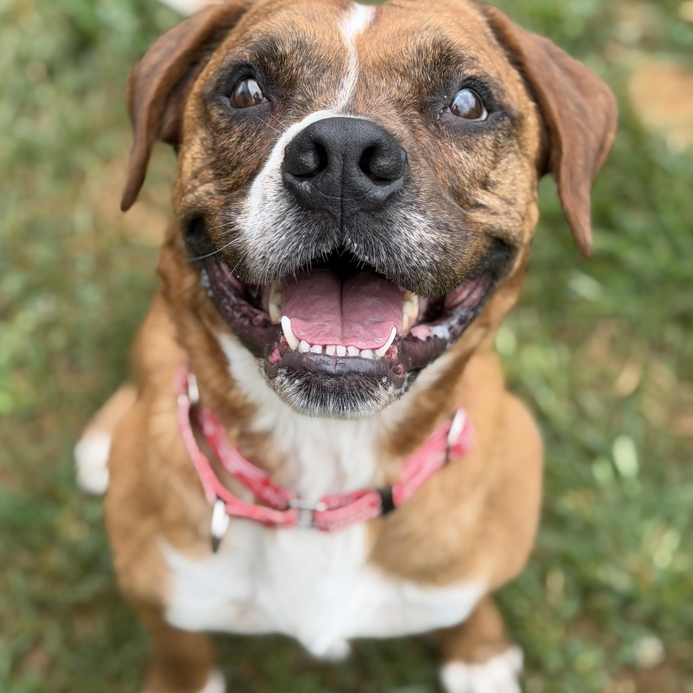 Jelly Bean, adoptable, Adult Male Boxer.