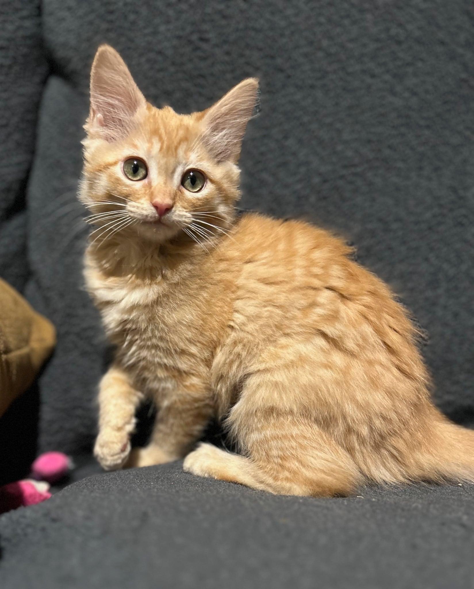 Marmalade, a Adopted mixed breed in Wasilla, AK image 2/2