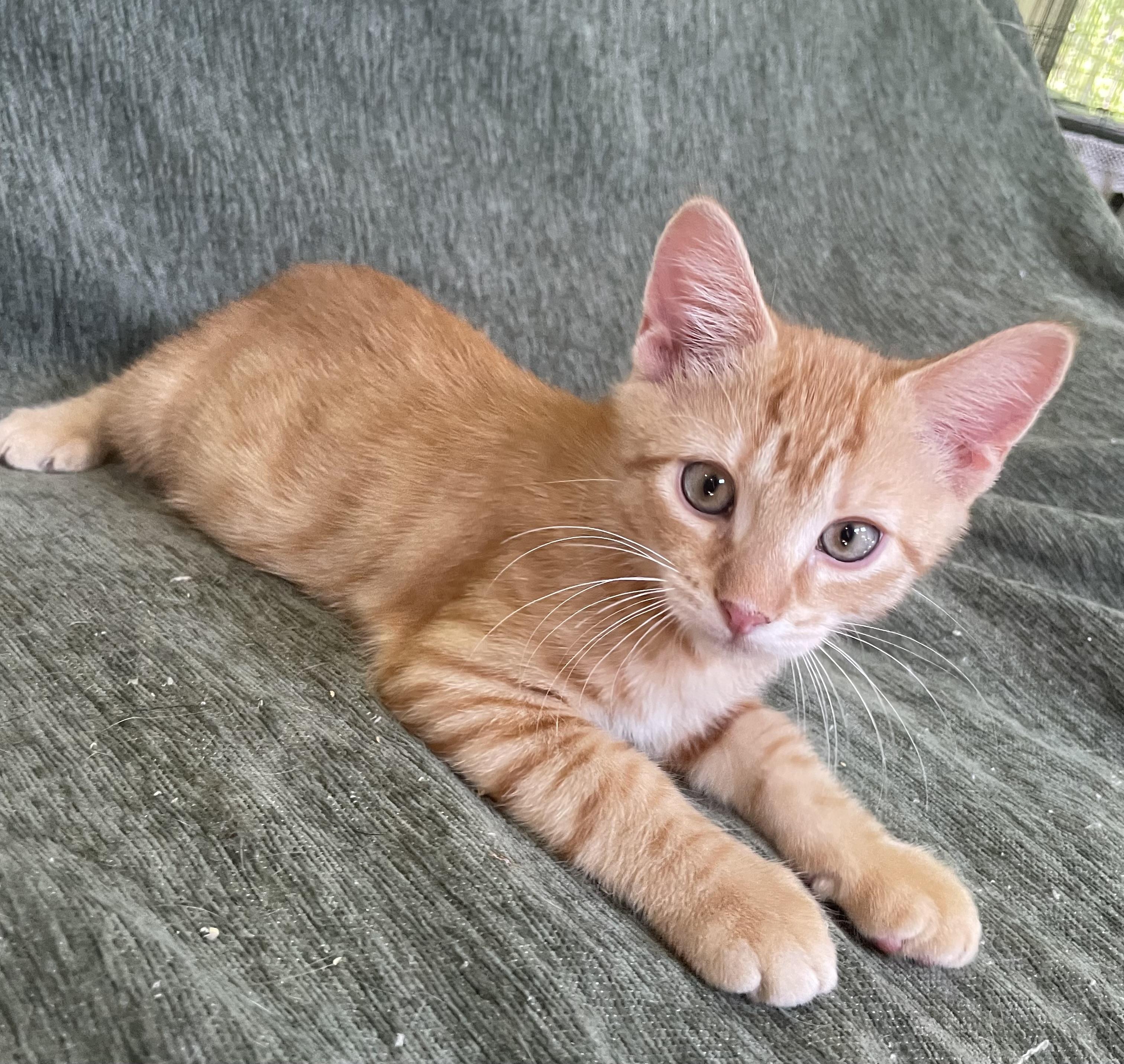 Enlarge Sweet Corn, a Adoptable Domestic Short Hair in lititz, PA image 2/3