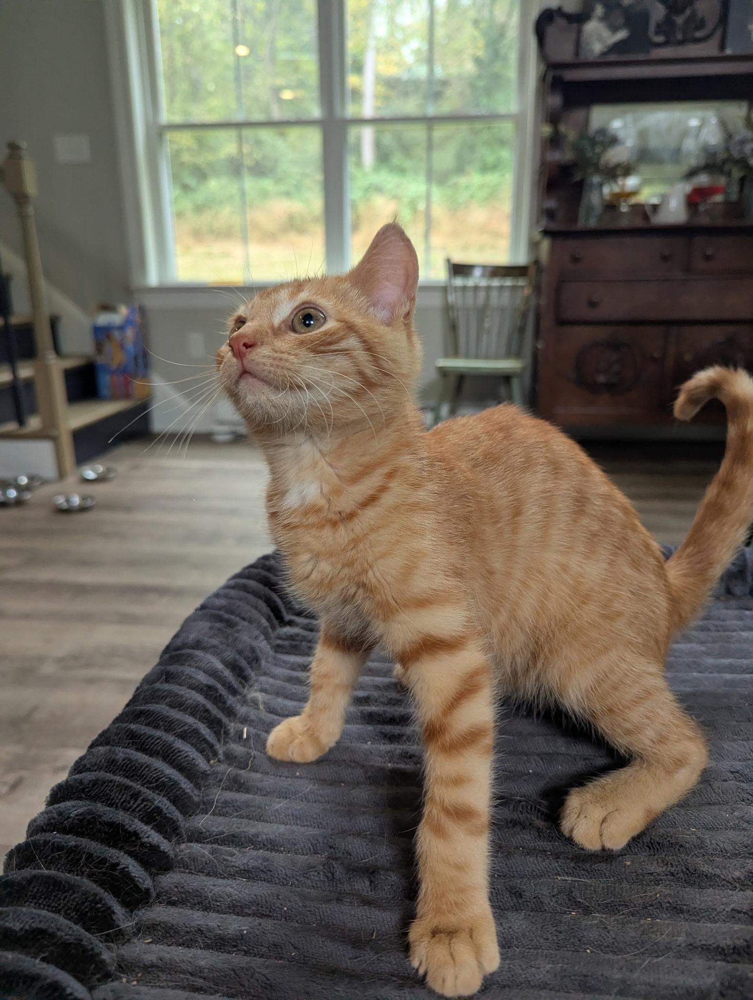 Enlarge Sweet Corn, a Adoptable Domestic Short Hair in lititz, PA image 3/3