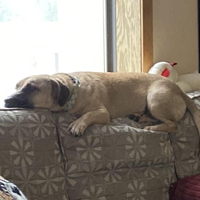 Enlarge Hugo 22114 Foster Needed, a Adoptable Basset Hound in Minneapolis, MN image 1/4