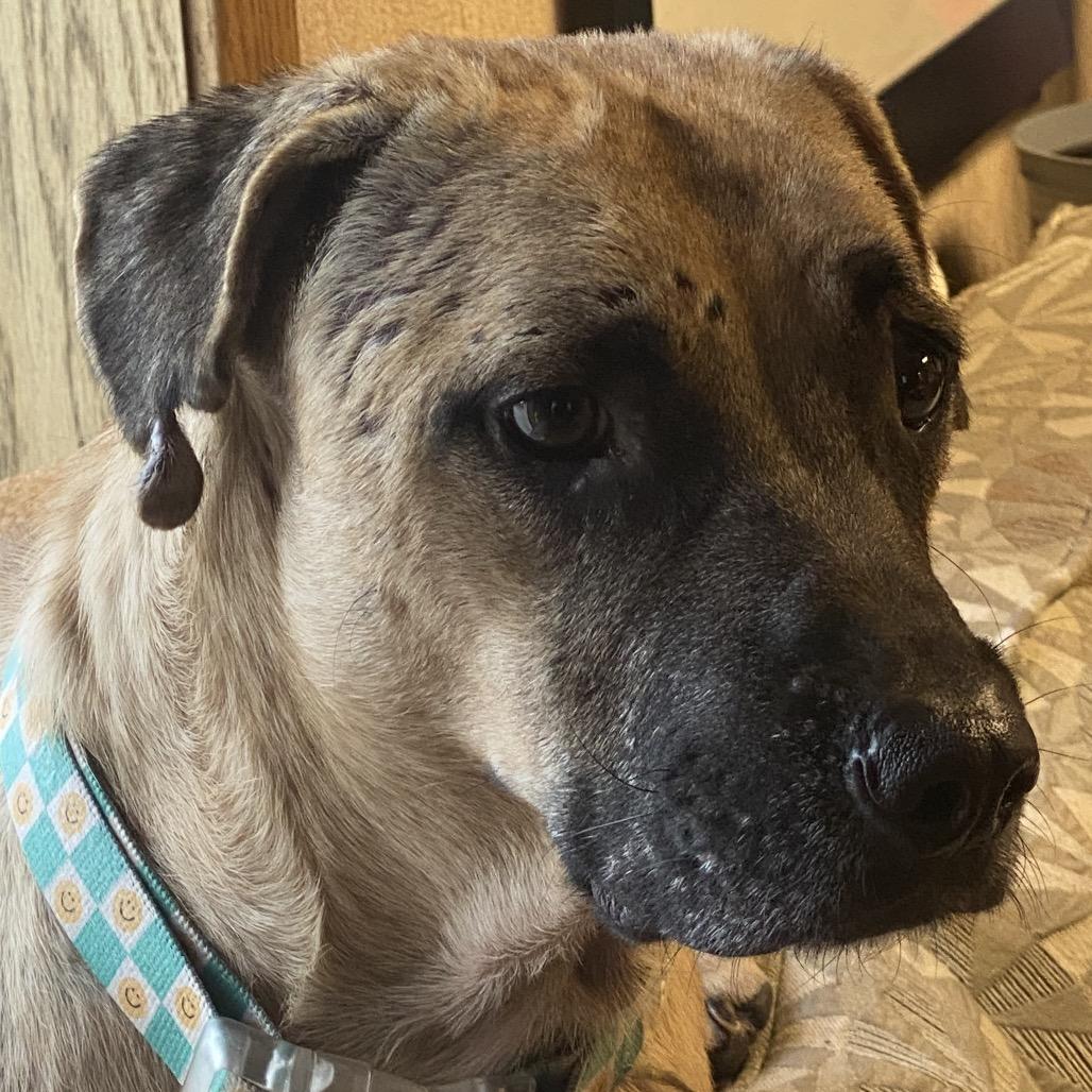 Enlarge Hugo 22114 Foster Needed, a Adoptable Basset Hound in Minneapolis, MN image 2/4