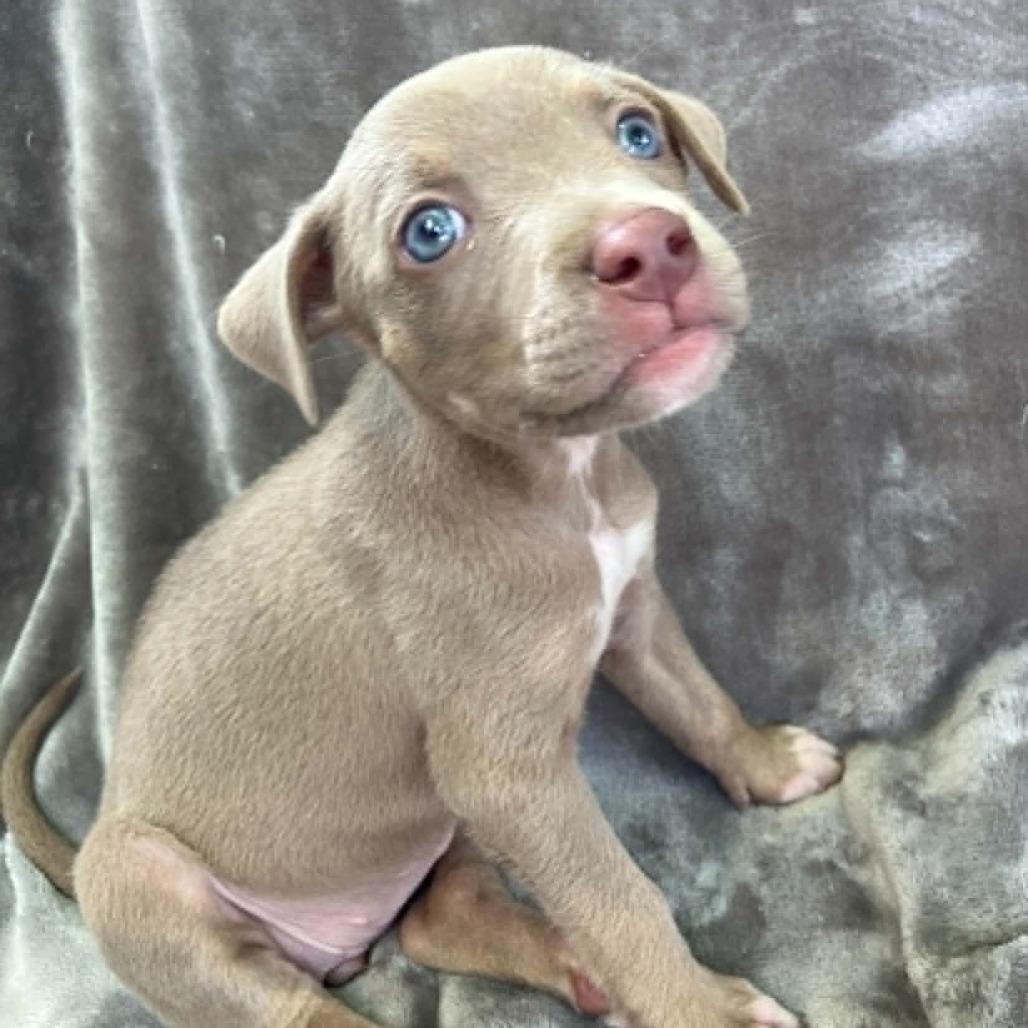 Lady Freedom Snorkelsworth, a Adoptable Mixed Breed in Pulaski, TN image 1/2