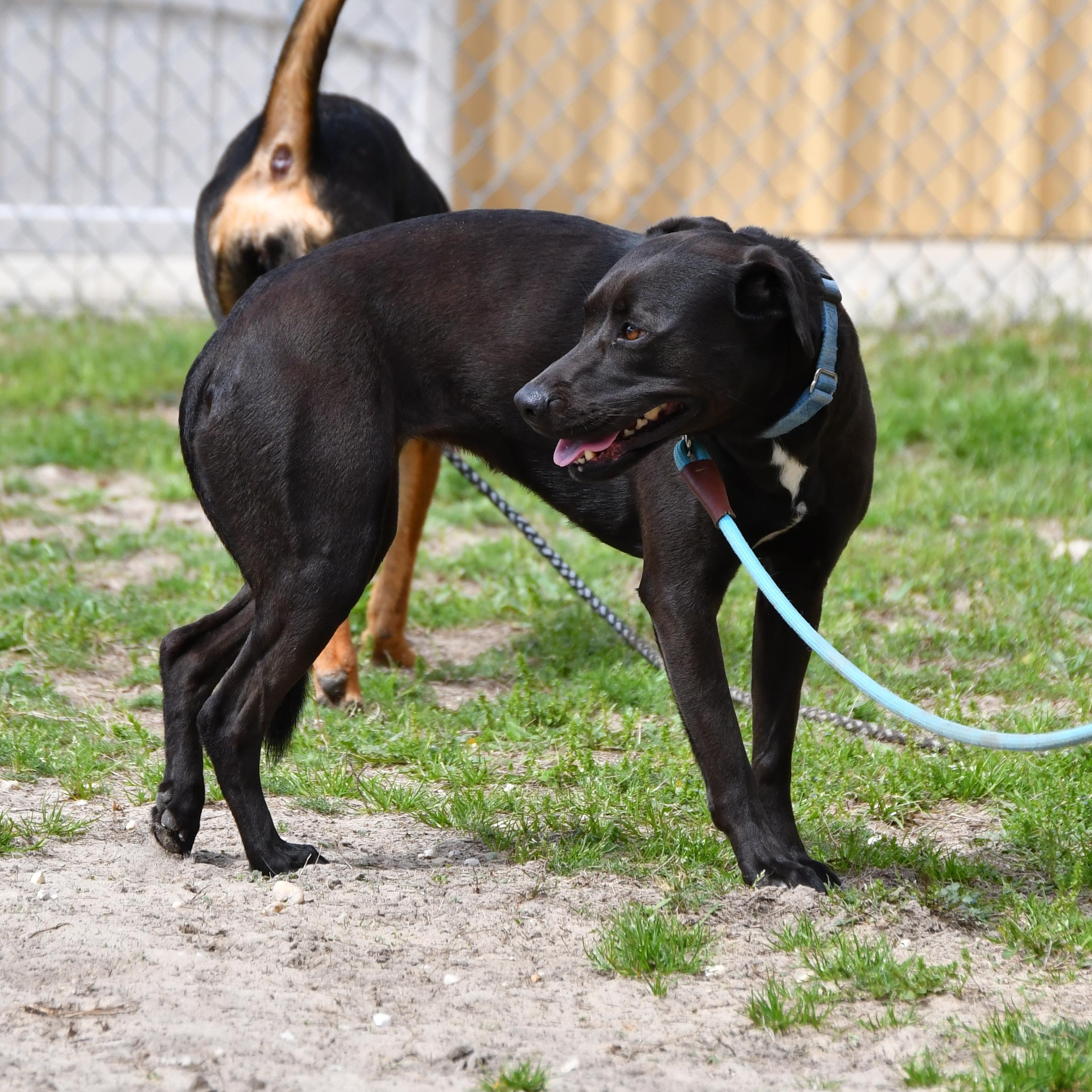 Izzie, ADOPTABLE, Adult Female Black Labrador Retriever.