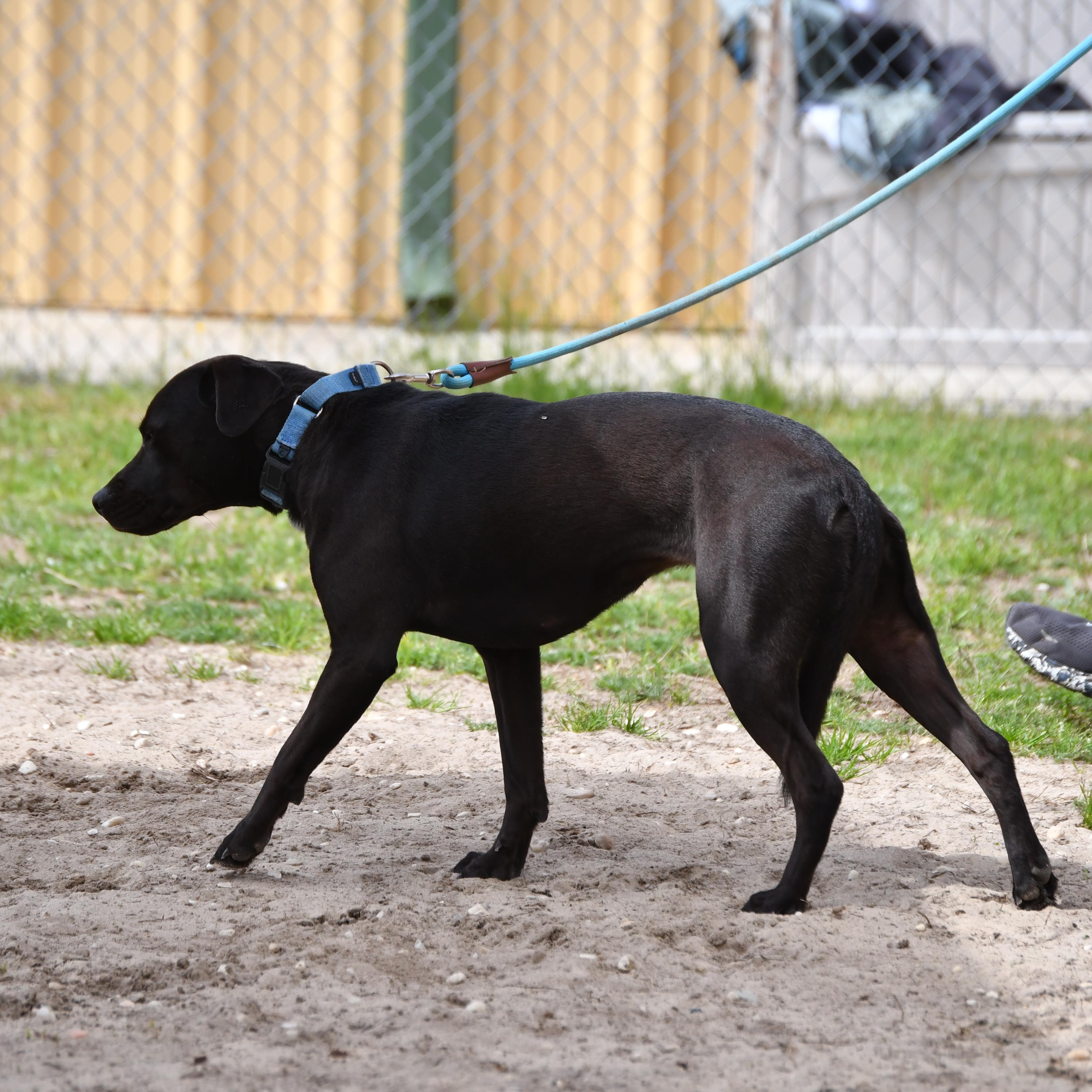 Enlarge Izzie, a ADOPTABLE mixed breed in Defuniak Springs, FL image 2/2