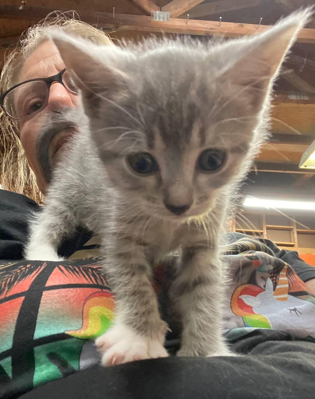 Spider Girl, Baby Female Tabby