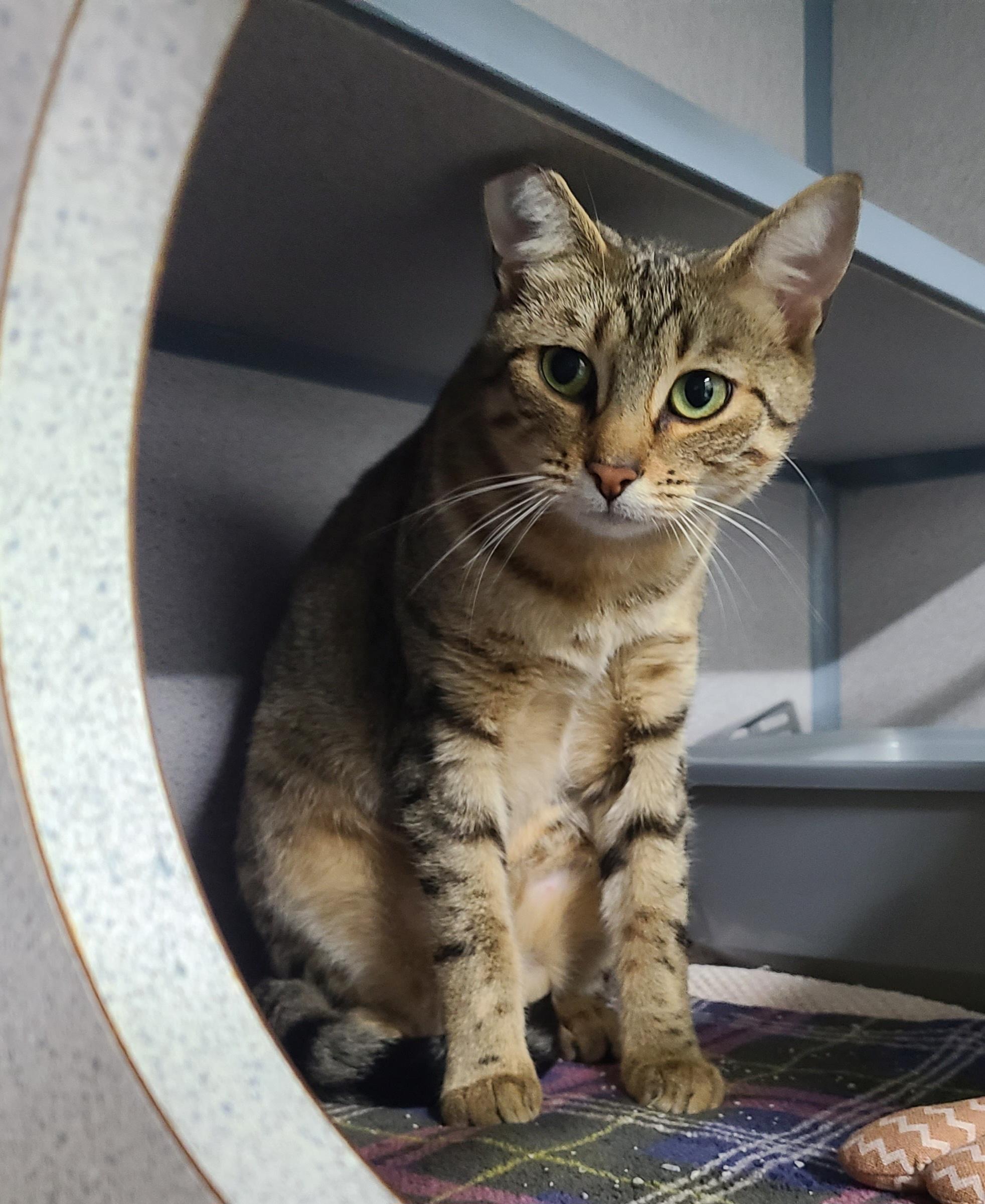 Mildred, Adoptable, Young Female Domestic Short Hair.