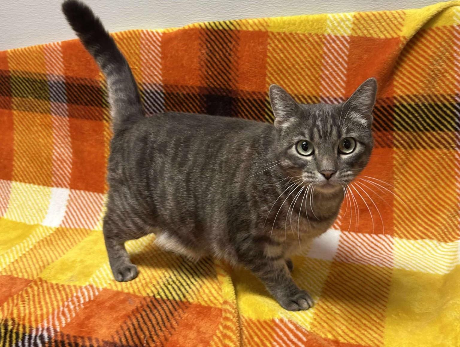 Sassy, an adoptable Domestic Short Hair in Maryville, MO, 64468 | Photo Image 4