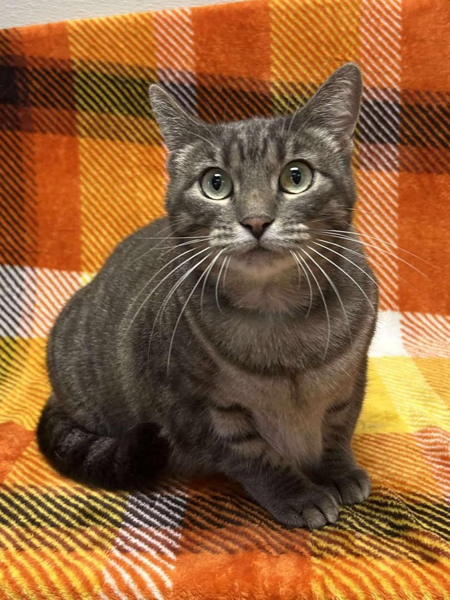 Sassy, an adoptable Domestic Short Hair in Maryville, MO, 64468 | Photo Image 1