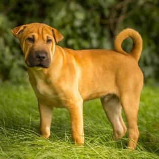 Enlarge Onyx, a Adopted mixed breed in Stamford, CT image 1/4