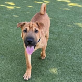 Enlarge Onyx, a Adopted mixed breed in Stamford, CT image 3/4