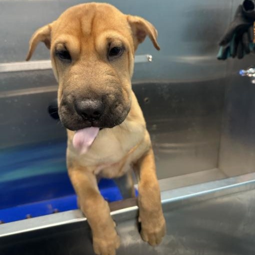 Enlarge Onyx, a Adopted mixed breed in Stamford, CT image 2/4