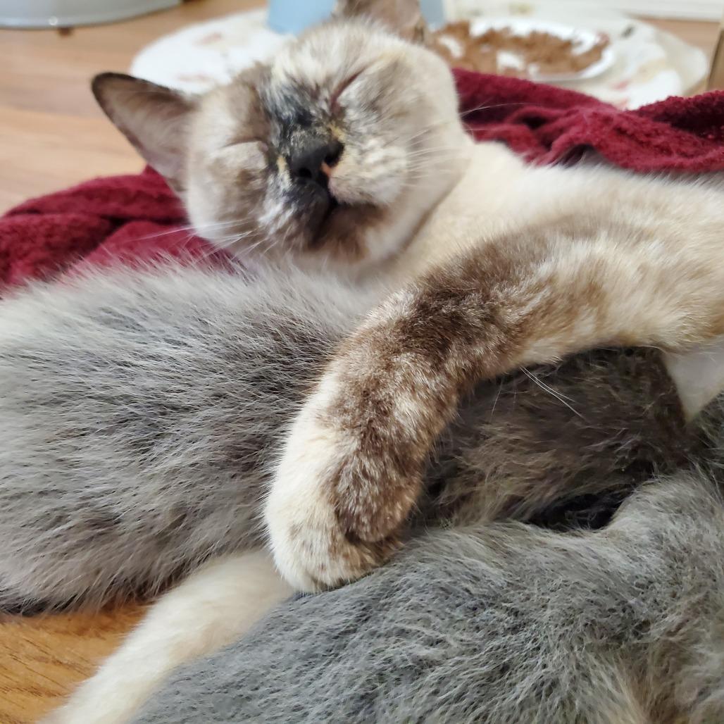 Poppyseed, Adoptable, Adult Female Siamese & American Shorthair.