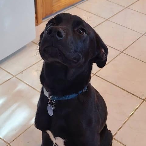 Ham, ADOPTABLE, Puppy Male Mixed Breed.