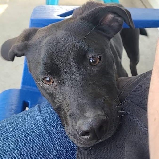 Enlarge Ham, a ADOPTABLE Mixed Breed in Madrid, IA image 5/5