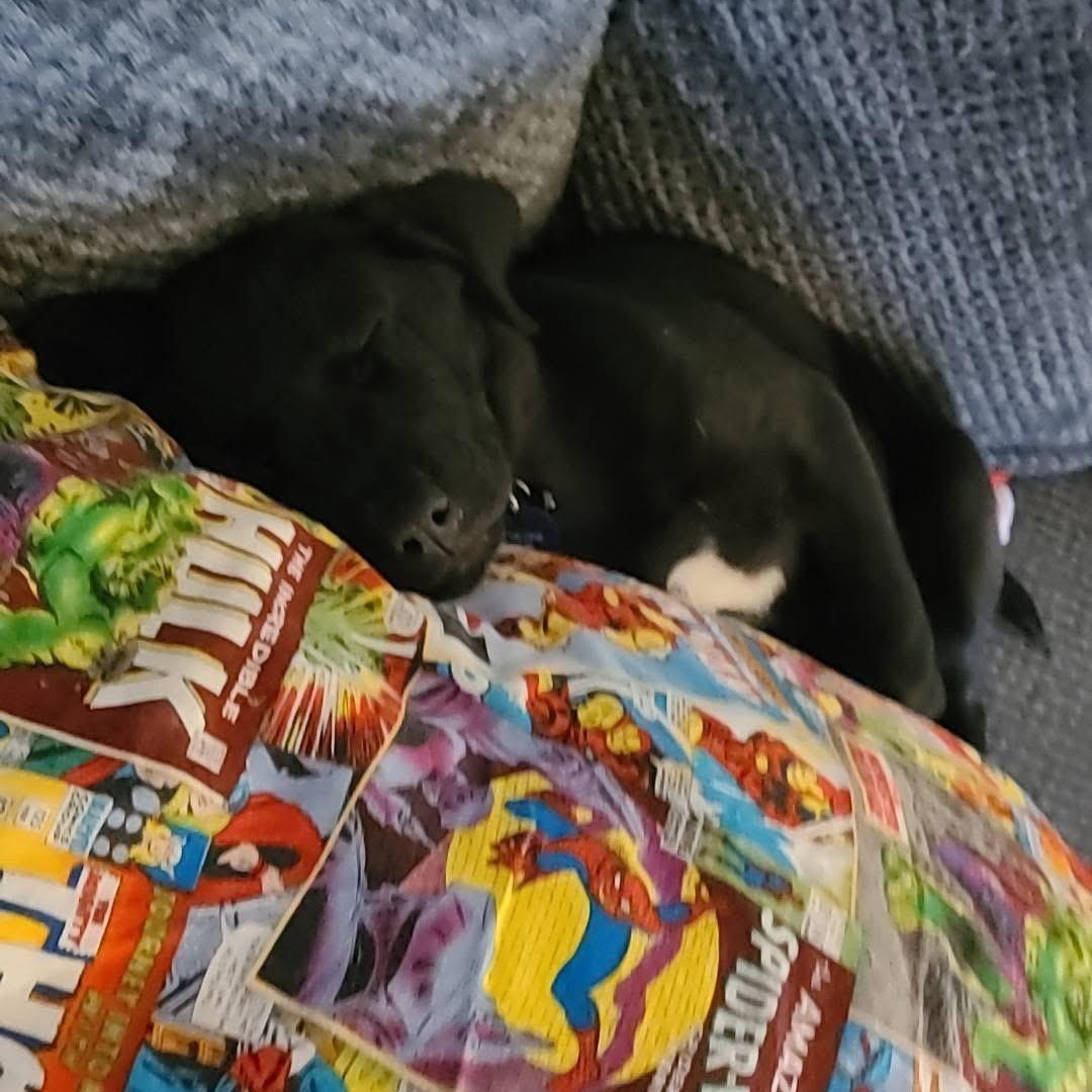 Ham, ADOPTABLE, Puppy Male Mixed Breed.