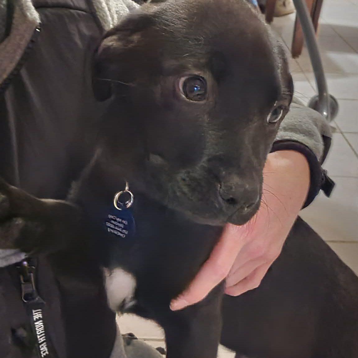 Enlarge Ham, a ADOPTABLE Mixed Breed in Madrid, IA image 2/3