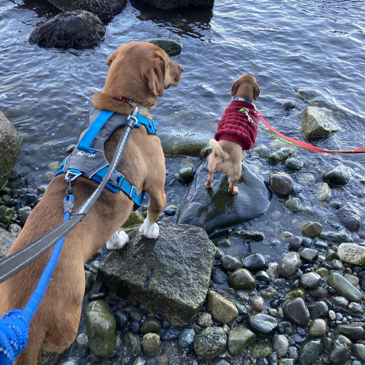 Enlarge Ms. Gorgeous Nova (Tripaw), a ADOPTABLE mixed breed in Vancouver, BC image 3/6